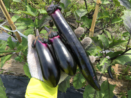 eggplant-top.jpg ナス(茄子)の栽培
