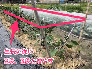 eggplant04_1.jpg ナスの支柱(ヒモで吊るす)