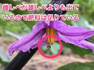eggplant05_1.jpg ナスの花の雌しべが出ているので肥料は足りている