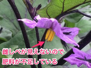 eggplant05_2.jpg ナスの花の雌しべが見えないので肥料不足