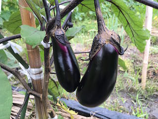 eggplant06_2.jpg 収穫期のナス