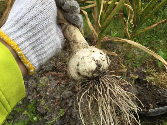 garlic-top.jpg ニンニク栽培