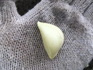 ニンニクの薄皮を剥いてから植え付ける