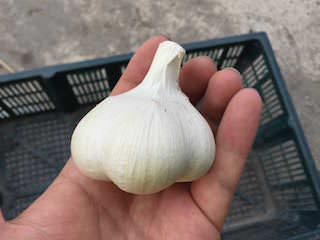 garlic02.jpg ニンニクの種球