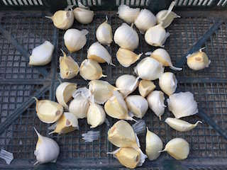 garlic03.jpg ニンニクの種球を1片に分ける
