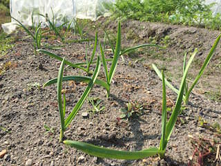 garlic06.jpg ニンニクの株