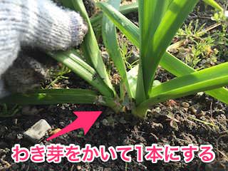 garlic07.jpg ニンニクのわき芽かき