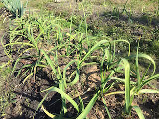 garlic08.jpg ニンニクの追肥1回目