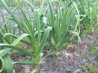 garlic09.jpg ニンニクの追肥2回目