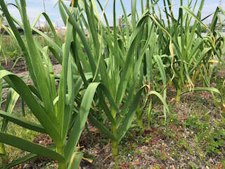 garlic10.jpg 茎葉が生長したニンニク