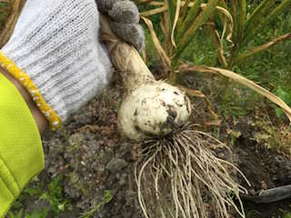 garlic13.jpg 収穫したニンニク