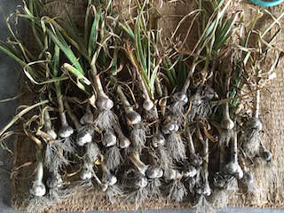 garlic14.jpg 収穫したニンニクは数日乾かす
