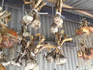 garlic15.jpg 縛ったニンニクを吊るして貯蔵