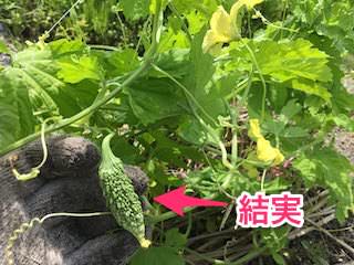 ゴーヤ受粉して結実