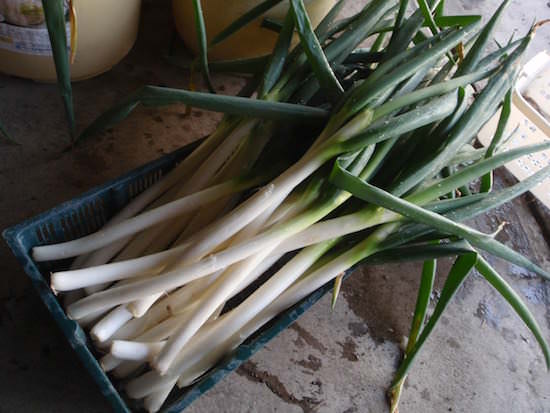 green-onion-top.jpg 長ネギ(白ネギ・根深ネギ)の栽培