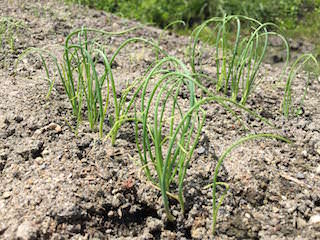 green-onion04.jpg 長ネギの発芽