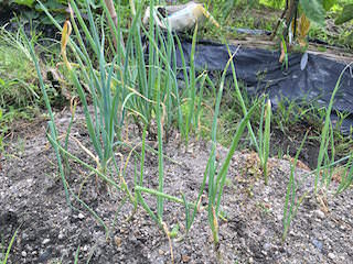 green-onion06.jpg 定植期の長ネギ苗