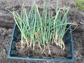 green-onion07.jpg 植え替えのため長ネギ苗を掘り起こす