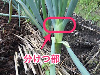 green-onion12.jpg 長ネギの分けつ部(成長点)