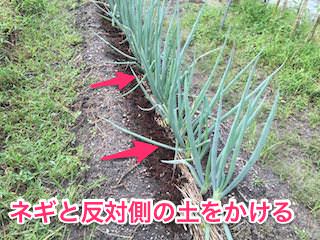 green-onion13.jpg 長ネギに追肥と土寄せ