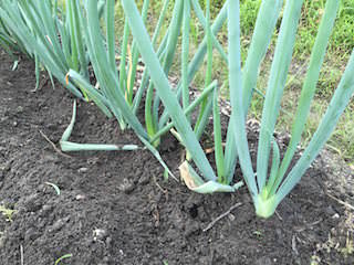 green-onion14.jpg 長ネギに土寄せ