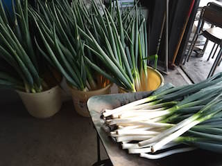 green-onion16.jpg 収穫した長ネギ(白ネギ・根深ネギ)