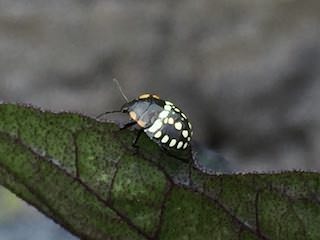 ナスについたアオクサカメムシの幼虫