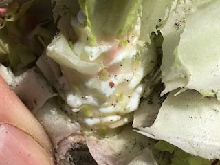 レタスの白い液体「サポニン」