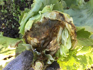 lettuce-softrot.jpg 軟腐病に掛かったレタス