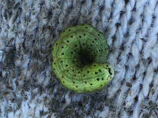 lettuce-tobacco-budworm.jpg オオタバコガの幼虫