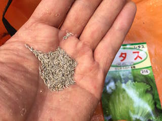 lettuce01.jpg レタスの種