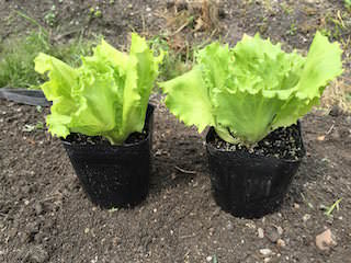 lettuce04.jpg 定植時期のレタス苗