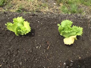 lettuce05.jpg レタス苗の植え付け