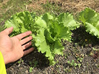 lettuce06_2.jpg レタスが結球し始める