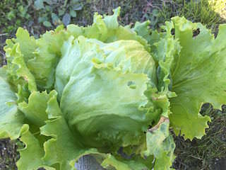 lettuce07.jpg 結球する玉レタス