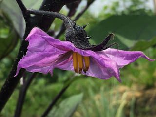 ナスの花
