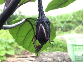 ナスの着果