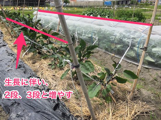 ナスの畝囲い支柱(ヒモで吊るす)