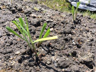 ニラの株分けで植え替え