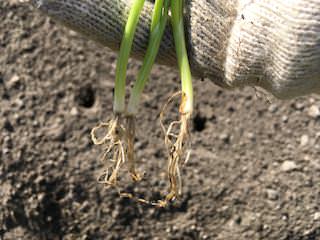 タマネギの根切り植え(切る前)