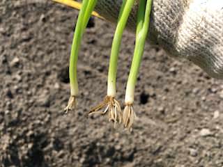 タマネギの根切り植え(切った後)