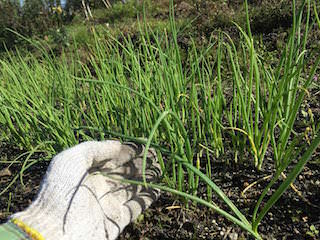 onion05.jpg 定植期のタマネギ苗