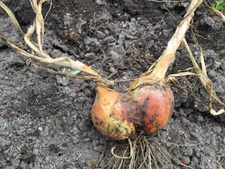 onion16.jpg onion16.jpg