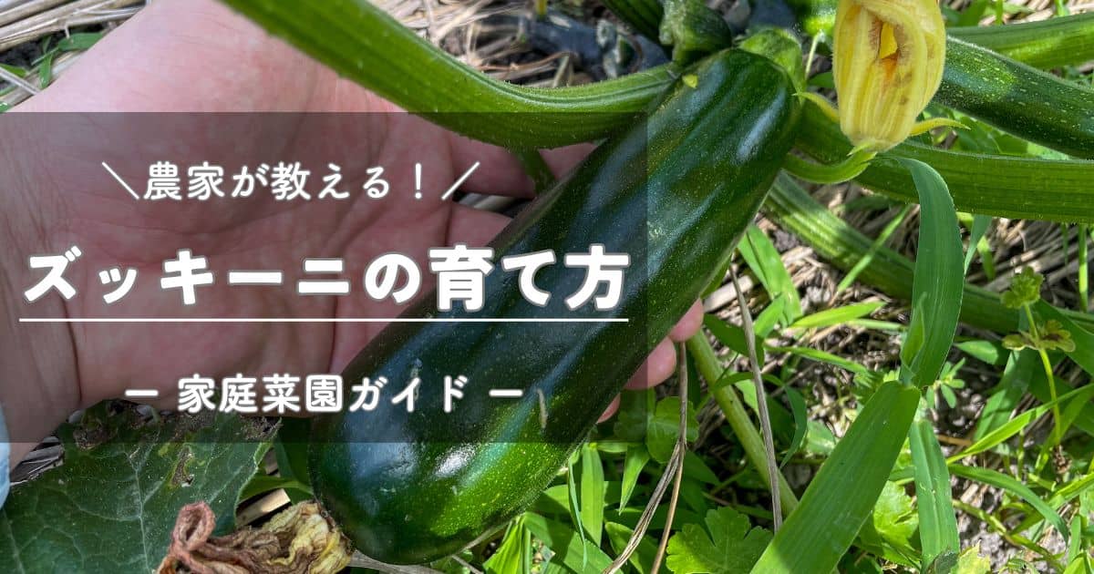 ズッキーニさまご確認用ページ ズッキーニ｜取扱商品｜株式会社丸促