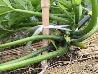 zucchini-shichu04.jpg ズッキーニを支柱に誘引するのは難しい