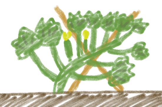 ズッキーニの栽培方法 育て方のコツ やまむファーム