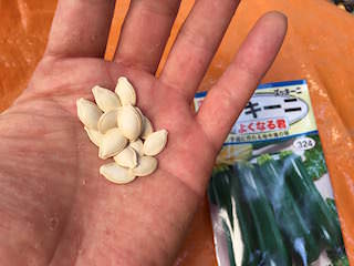 zucchini01.jpg ズッキーニの種