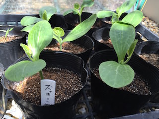 zucchini03.jpg ズッキーニの育苗