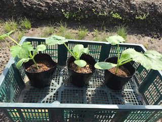 zucchini04.jpg 定植時期のズッキーニ苗