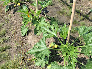 zucchini08.jpg ズッキーニに花がついた
